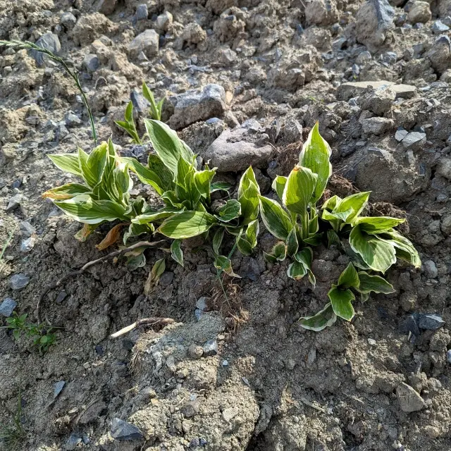 Hosta
