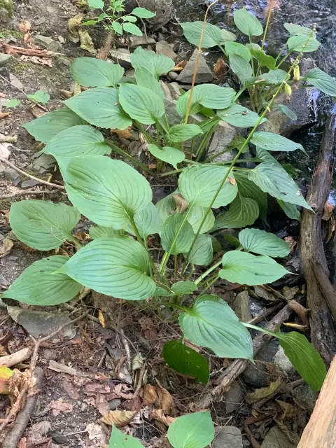 Hosta, seed / fruit