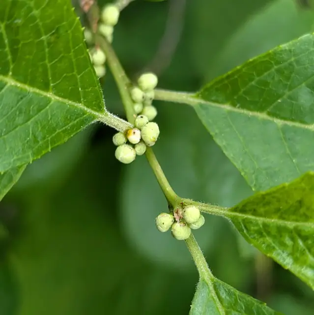 Common winterberry, bud
