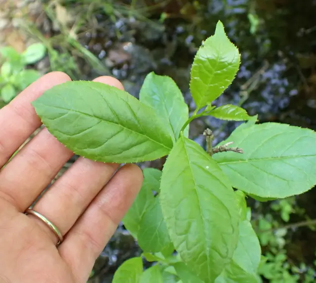 Common winterberry, emergence