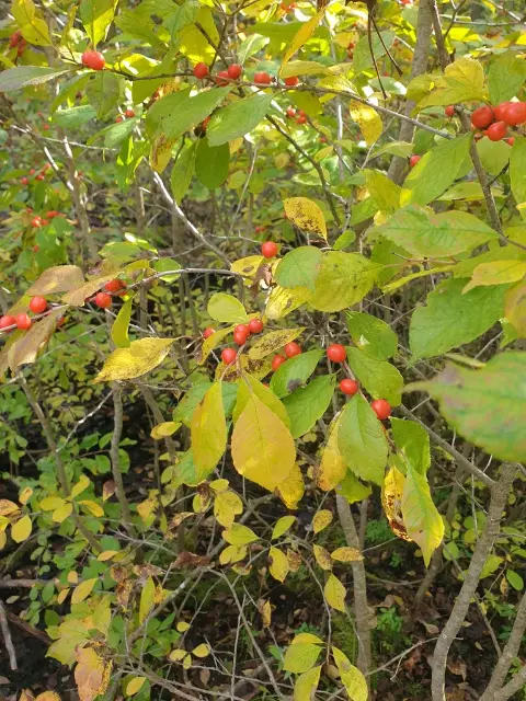 Common winterberry, fall