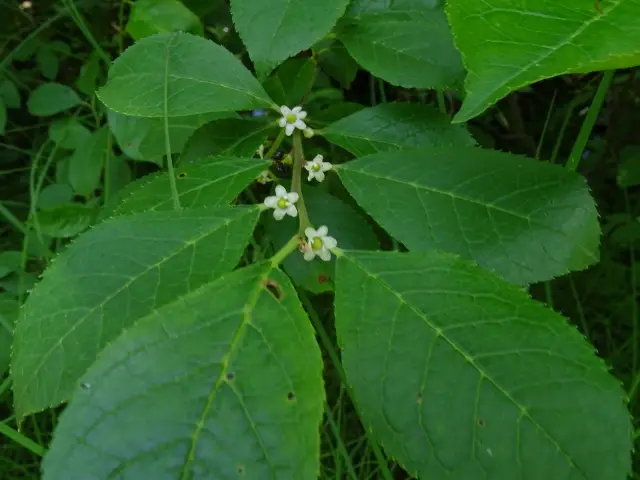 Common winterberry, flower