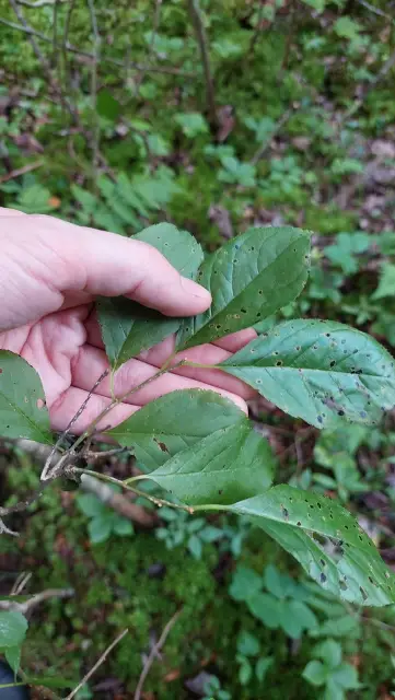 Common winterberry