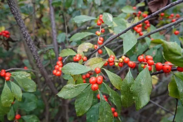 Common winterberry, seed / fruit