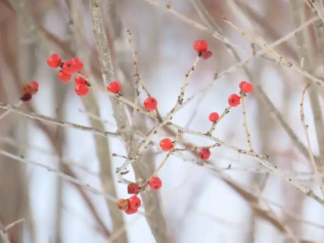 Common winterberry, winter