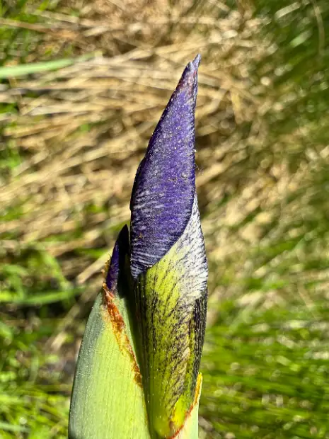 Blue flag, bud