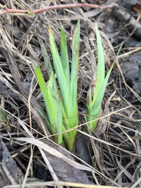 Blue flag, emergence