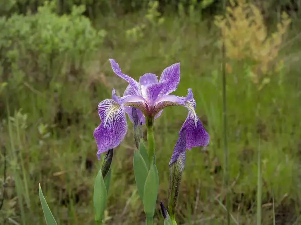Blue flag, flower