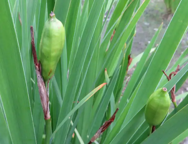 Blue flag, seed / fruit