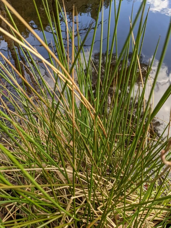 Soft rush, emergence