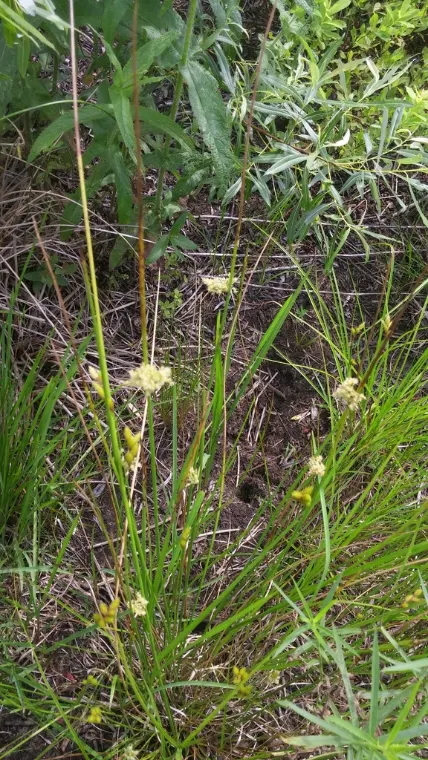 Soft rush, foliage