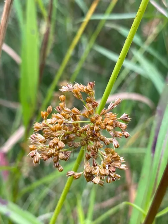 Soft rush, seed / fruit