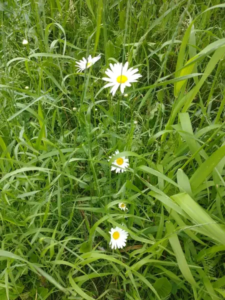 Marguerite blanche, bouton
