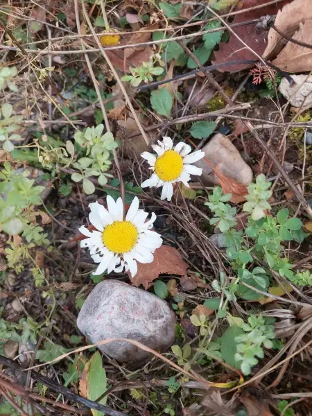 Marguerite blanche, automne