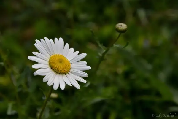 Marguerite blanche, fleur