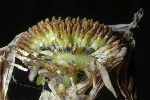 Marguerite blanche, graine / fruit