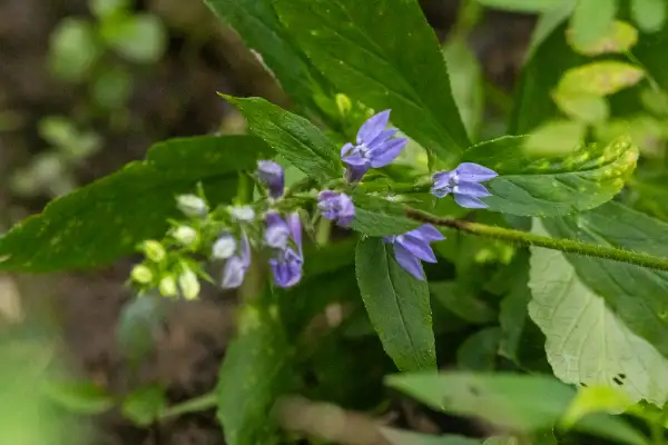 Lobélie bleue, bouton