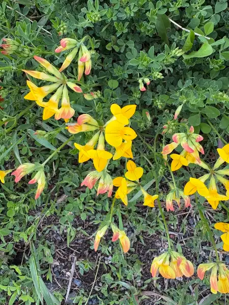 Bird's-foot trefoil, bud