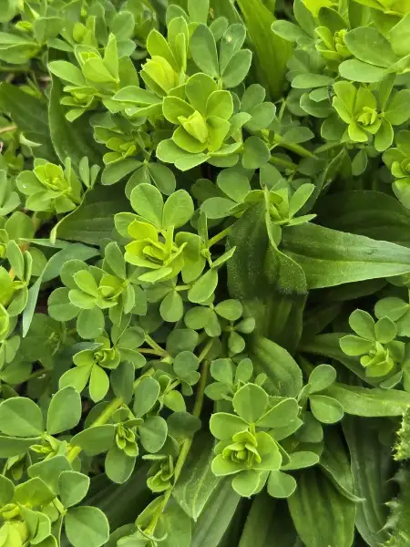 Bird's-foot trefoil, emergence