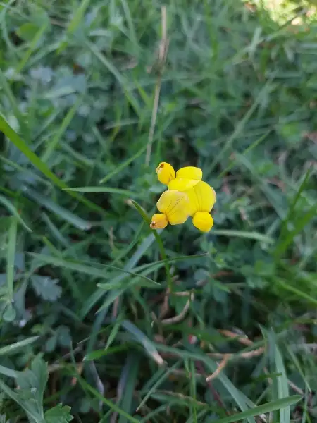 Bird's-foot trefoil, fall