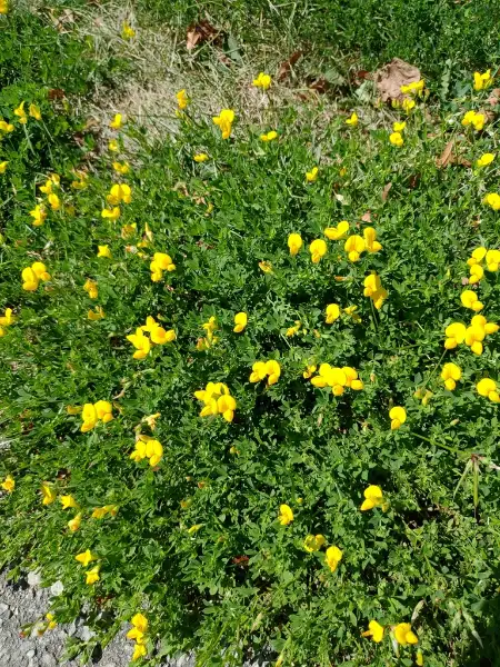 Bird's-foot trefoil
