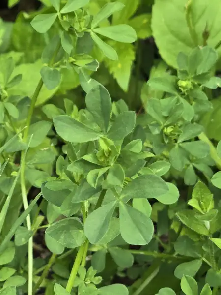 Bird's-foot trefoil, foliage