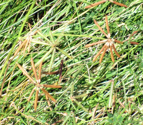 Bird's-foot trefoil, seed / fruit
