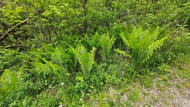 Ostrich fern, emergence