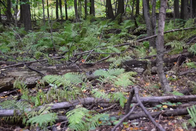 Ostrich fern, fall