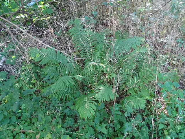 Ostrich fern, foliage