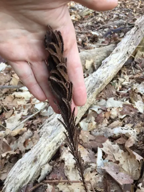 Ostrich fern