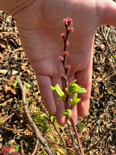Sweet gale, emergence