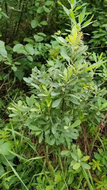 Sweet gale, seed / fruit