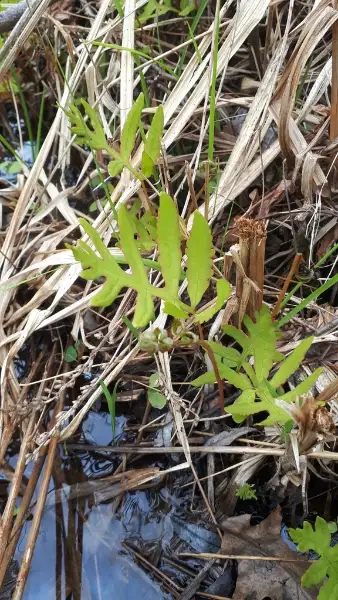 Sensitive fern, emergence