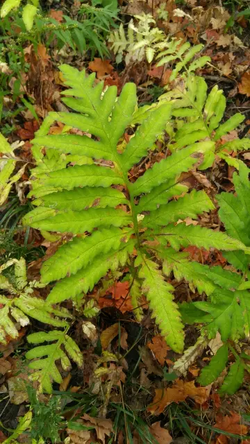 Sensitive fern, fall