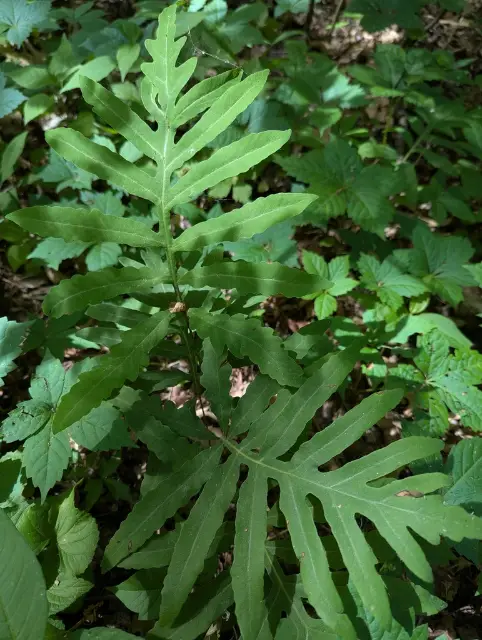 Sensitive fern