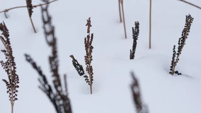 Sensitive fern, winter