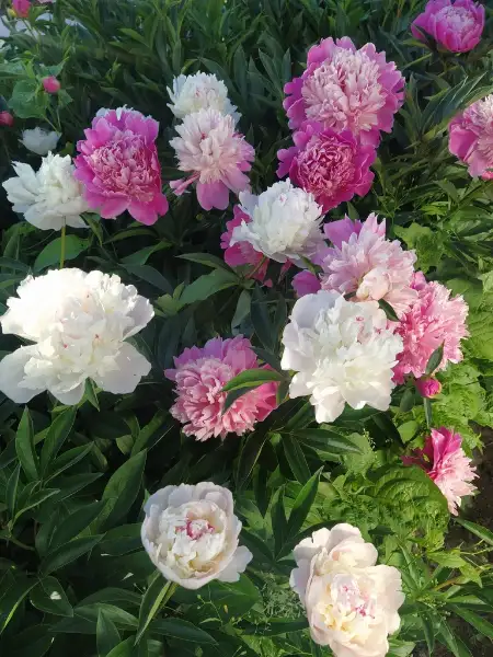 Chinese peony, bud