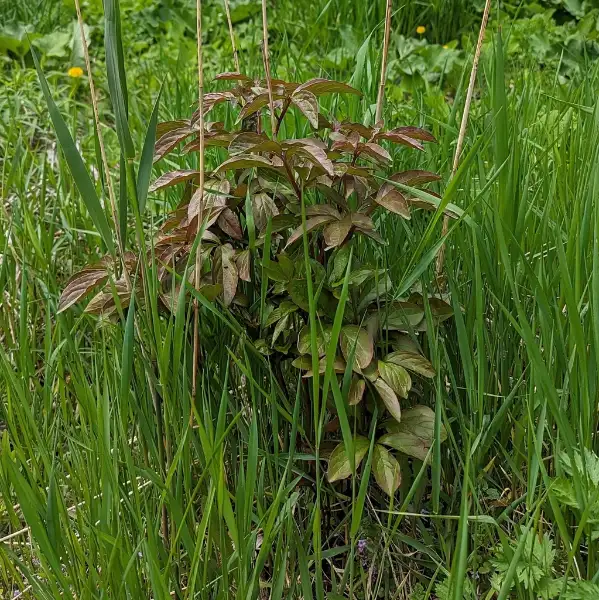 Chinese peony, emergence