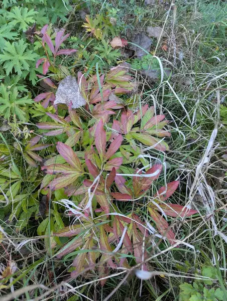 Chinese peony, fall