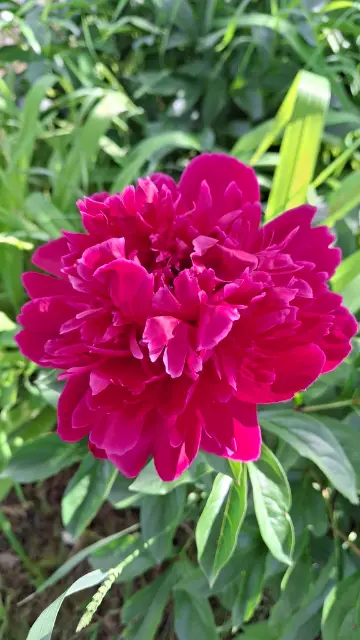 Chinese peony