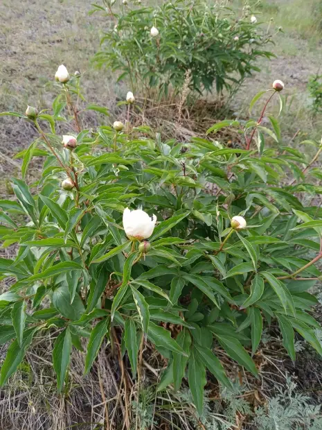 Chinese peony, foliage