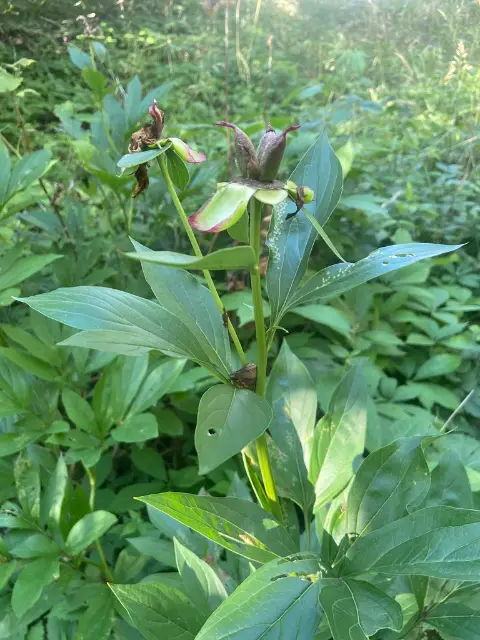 Chinese peony, seed / fruit