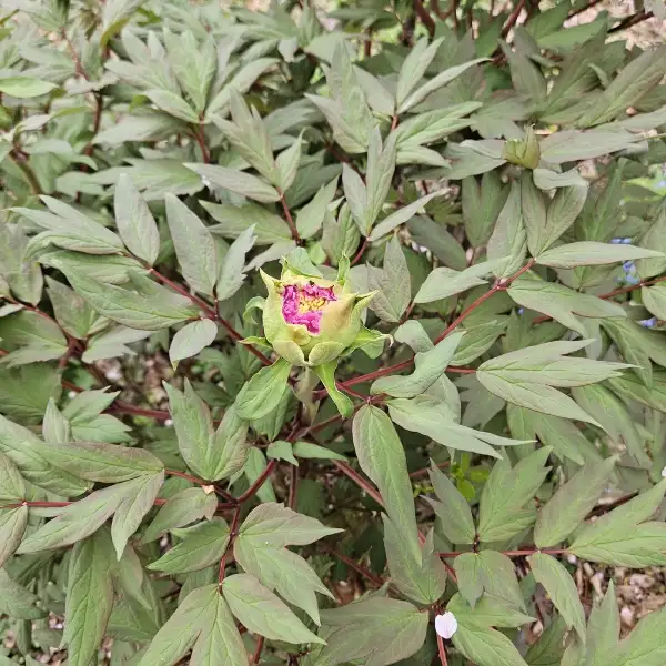 Chinese peony, winter