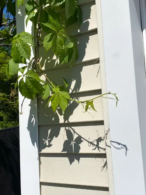 Virginia creeper, bud