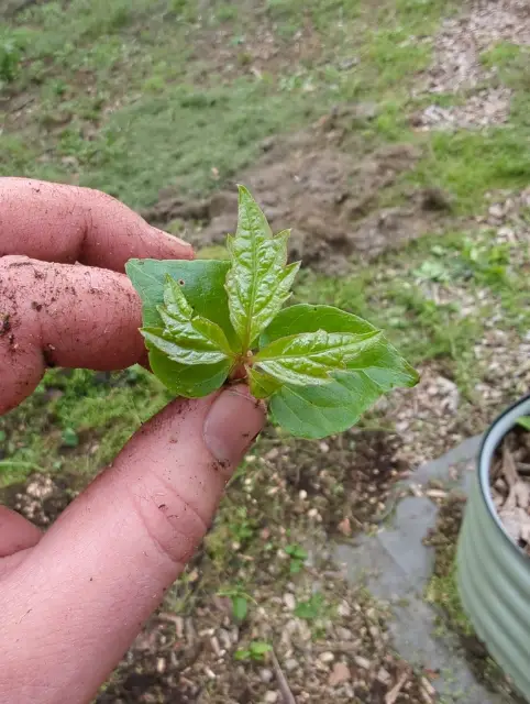 Virginia creeper, emergence