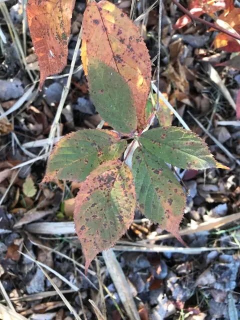 Virginia creeper, fall