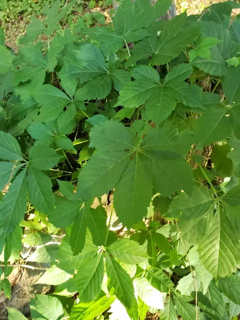 Virginia creeper, flower