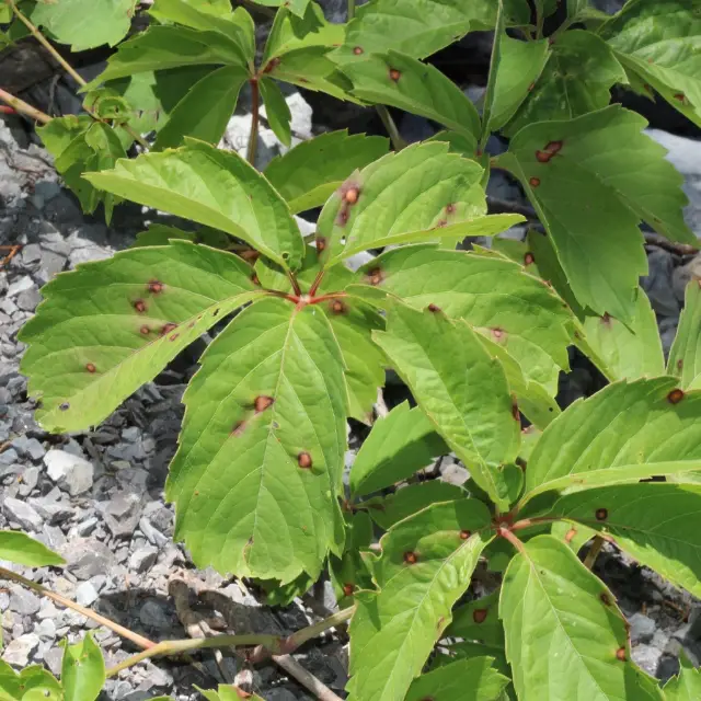 Virginia creeper