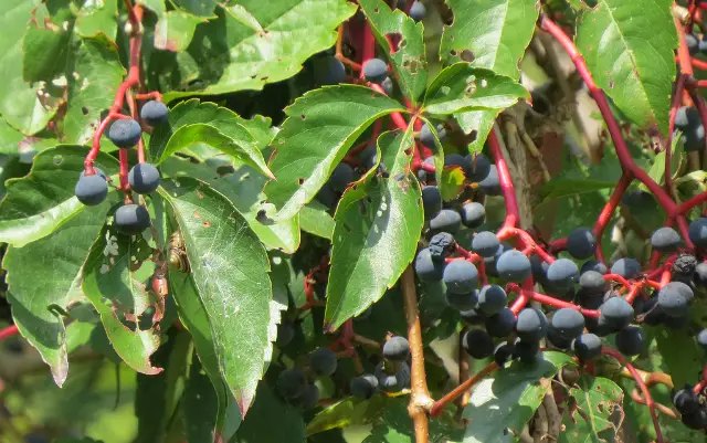 Virginia creeper, seed / fruit